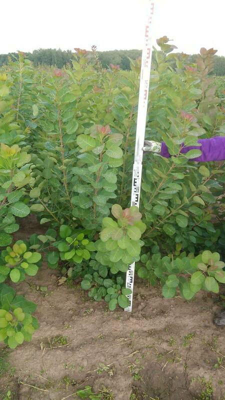 Скумпия кожевенная (Cotinus coggygria)