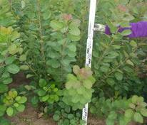 Скумпия кожевенная (Cotinus coggygria)