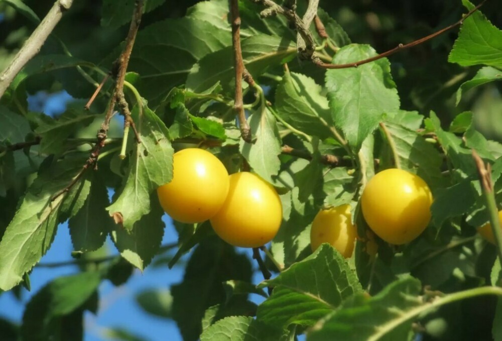 Слива растопыренная (Prunus cerasifera)