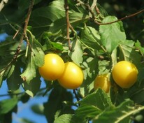 Слива растопыренная (Prunus cerasifera)