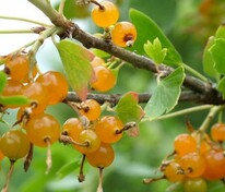 Смородина золотистая (Ribes aureum)