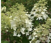 Гортензия метельчатая Кружево (Hydrangea paniculata 'Kruzhevo')