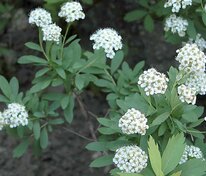 Спирея средняя (Spiraea media)