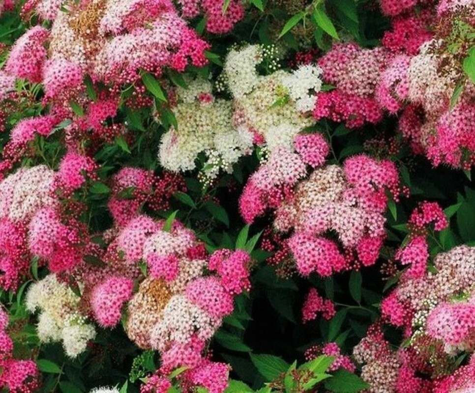 Спирея японская Широбана (Spiraea japonica 'Shirobana') (Генпей)