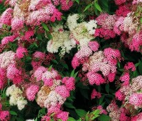 Спирея японская Широбана (Spiraea japonica 'Shirobana') (Генпей)