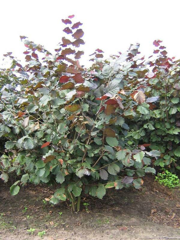 Лещина пурпурная Атропурпуреа (Corylus avellana 'Atropurpurea')