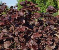 Лещина пурпурная Атропурпуреа (Corylus avellana 'Atropurpurea')