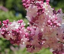 Сирень гиацинтовая Свитхарт (Syringa x hyacinthiflora 'Sweetheart')