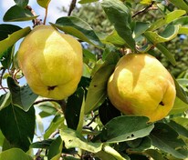 Айва обыкновенная (Cydonia oblonga)