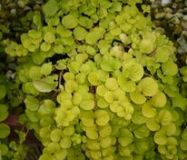 Вербейник монетчатый (Lysimachia nummularia)