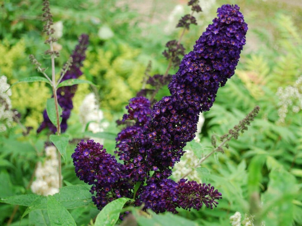 Будлея Давида Блэк Найт (Buddleja davidii 'Black Knight')