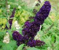 Будлея Давида Блэк Найт (Buddleja davidii 'Black Knight')