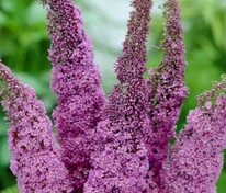 Будлея Давида Иль де Франс (Buddleja davidii 'Ile de France')