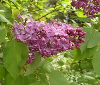 Сирень обыкновенная Севастопольский вальс (Syringa vulgaris 'Sevastopol’skij Val’s')