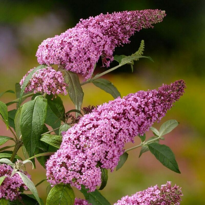 Будлея Давида Пинк Делайт (Buddleja davidii 'Pink Delight')