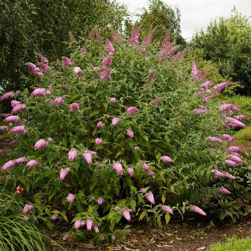 Будлея Давида Пинк Делайт (Buddleja davidii 'Pink Delight')