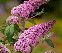 Будлея Давида Пинк Делайт (Buddleja davidii 'Pink Delight')