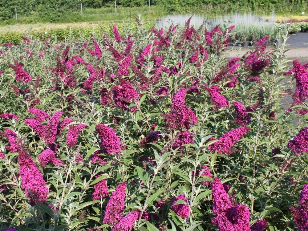 Будлея Давида Роял Ред (Buddleja davidii 'Royal Red')