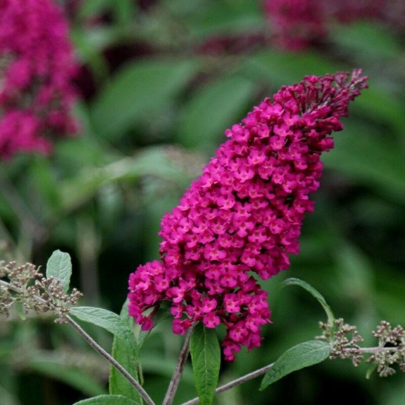 Будлея Давида Роял Ред (Buddleja davidii 'Royal Red')