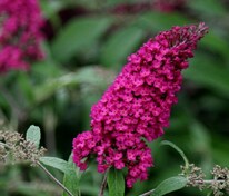 Будлея Давида Роял Ред (Buddleja davidii 'Royal Red')