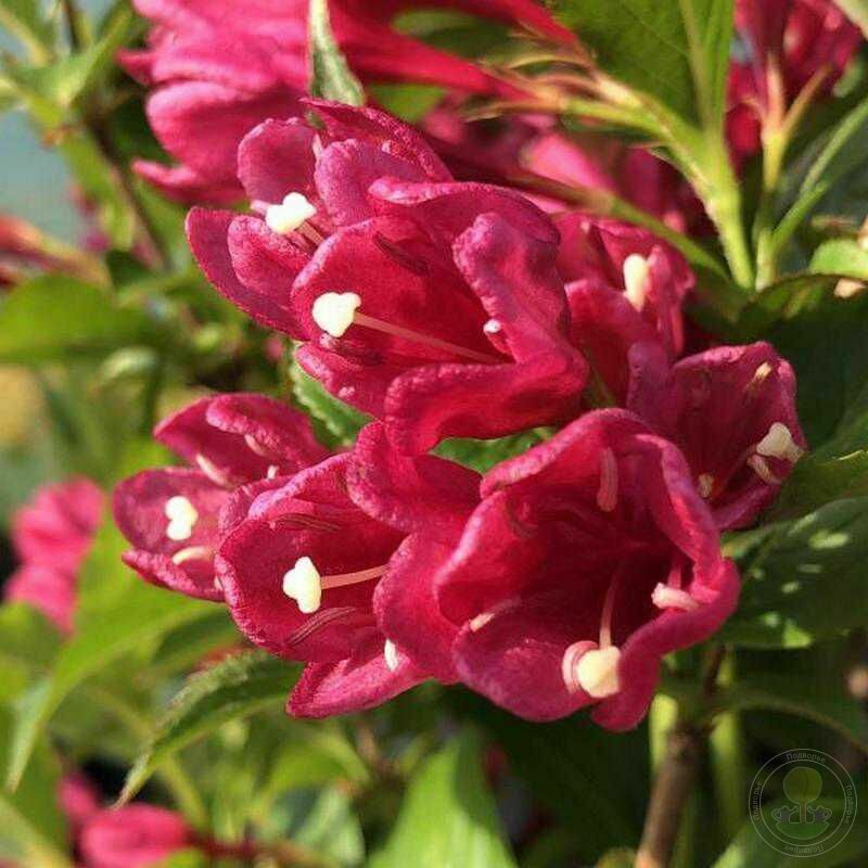 Вейгела Биг Лав (Weigela 'Big Love')