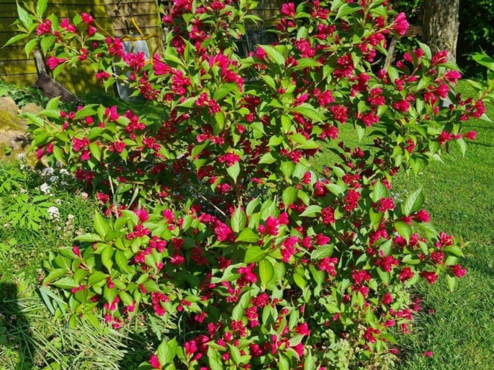 Вейгела Биг Лав (Weigela 'Big Love')