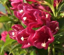 Вейгела Биг Лав (Weigela 'Big Love')