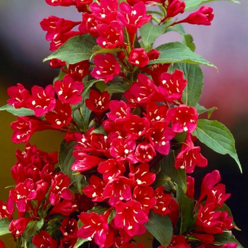 Вейгела Ред Принц (Weigela 'Red Prince')
