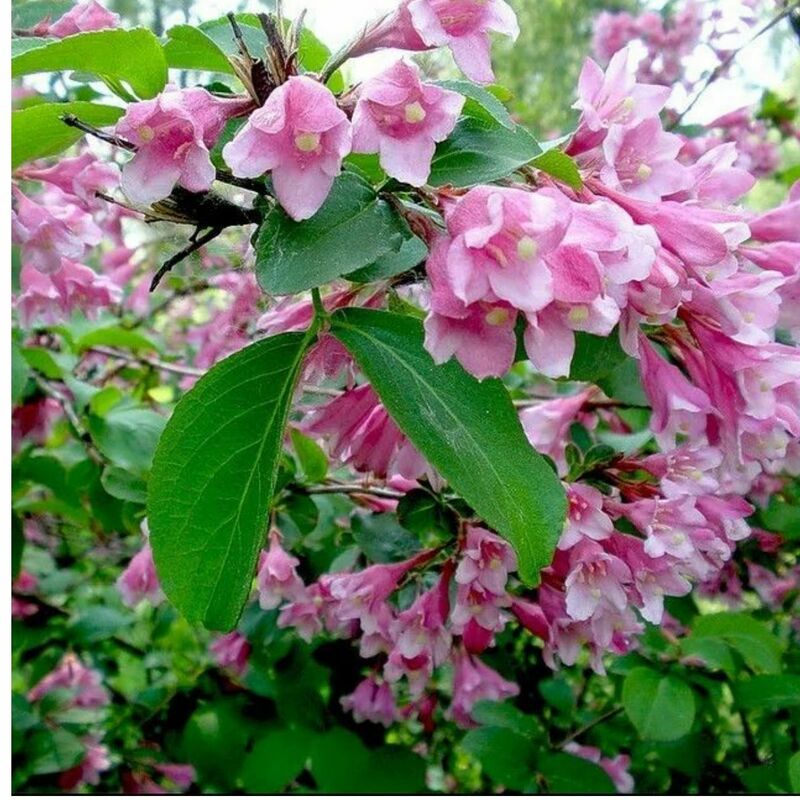 Вейгела Розеа (Weigela 'Rosea')