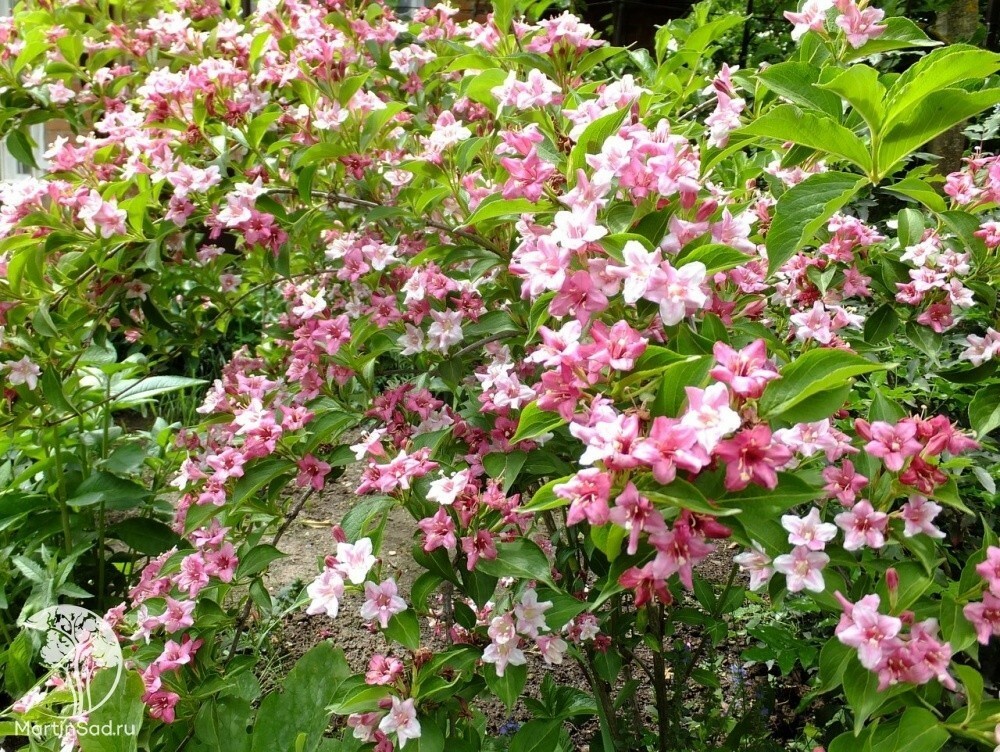 Вейгела Розеа (Weigela 'Rosea')