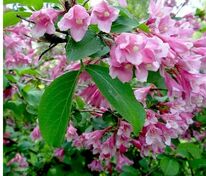 Вейгела Розеа (Weigela 'Rosea')