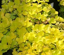 Вербейник монетчатый Ауреа (Lysimachia nummularia 'Aurea')