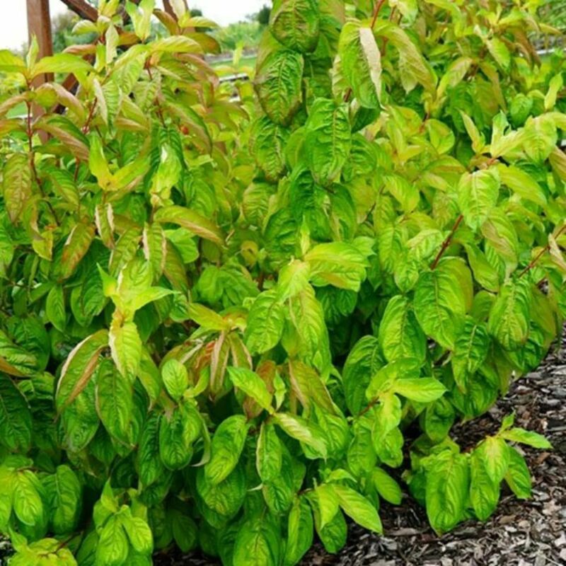Вейгела цветущая Лайм Монстр (Weigela florida 'Lime Monster')