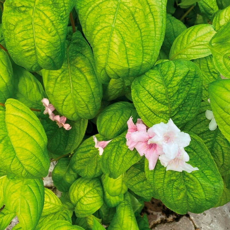 Вейгела цветущая Лайм Монстр (Weigela florida 'Lime Monster')