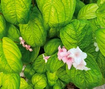 Вейгела цветущая Лайм Монстр (Weigela florida 'Lime Monster')