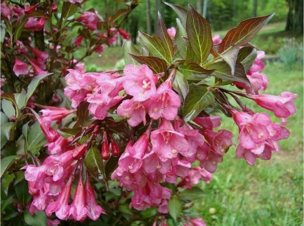 Вейгела цветущая Нана Пурпуреа (Weigela florida 'Nana Purpurea')