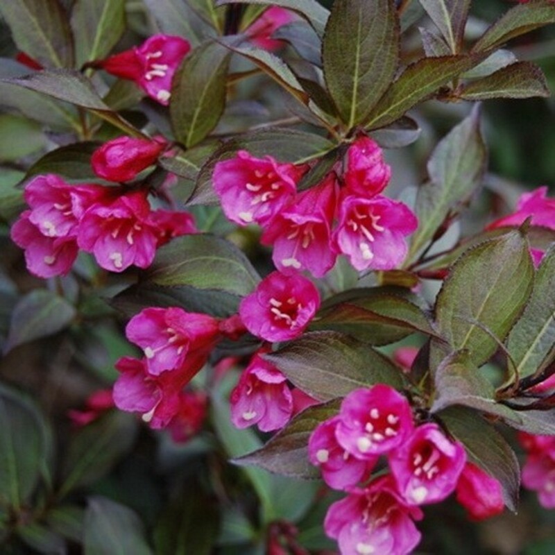 Вейгела цветущая Нана Пурпуреа (Weigela florida 'Nana Purpurea')