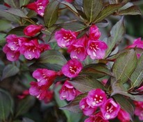 Вейгела цветущая Нана Пурпуреа (Weigela florida 'Nana Purpurea')