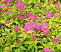 Спирея японская Голден Карпет (Spiraea japonica 'Golden Carpet')
