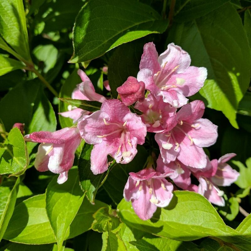 Вейгела цветущая Пинк Принцесс (Weigela florida 'Pink Princess')
