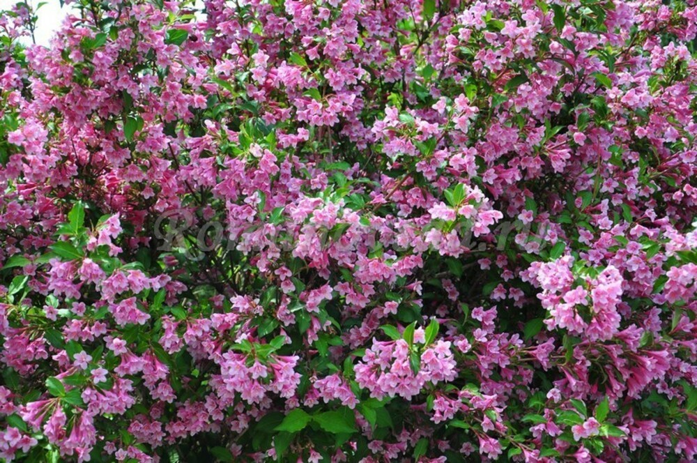 Вейгела цветущая Пинк Принцесс (Weigela florida 'Pink Princess')