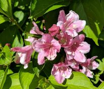 Вейгела цветущая Пинк Принцесс (Weigela florida 'Pink Princess')