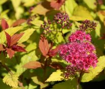 Спирея японская Голден Джек (Spiraea japonica 'Golden Jack')