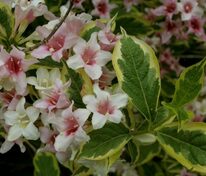 Вейгела цветущая Санни Принцесс (Weigela florida 'Sanni Princess')
