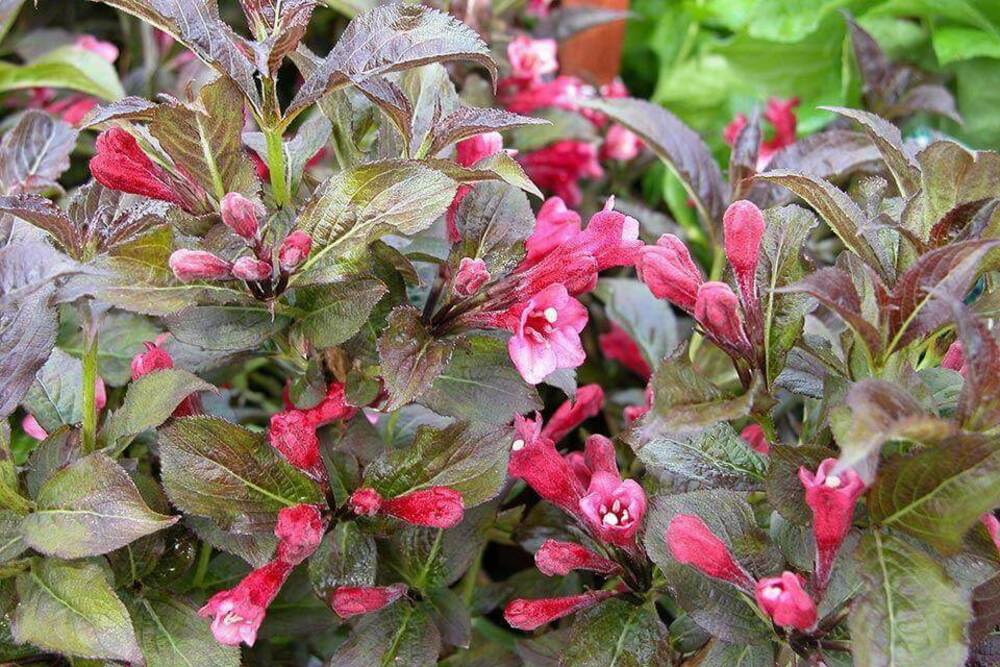 Вейгела цветущая Танго (Weigela florida 'Tango')