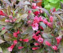 Вейгела цветущая Танго (Weigela florida 'Tango')