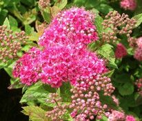 Спирея японская Манон (Spiraea japonica 'Manon')