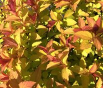 Спирея японская Мерло Голд (Spiraea japonica 'Merlo Gold')