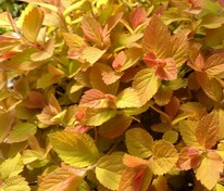 Спирея Зен Спирит Голд (Spiraea 'Zen Spirit Gold')