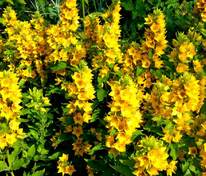 Вербейник точечный (Lysimachia punctata)